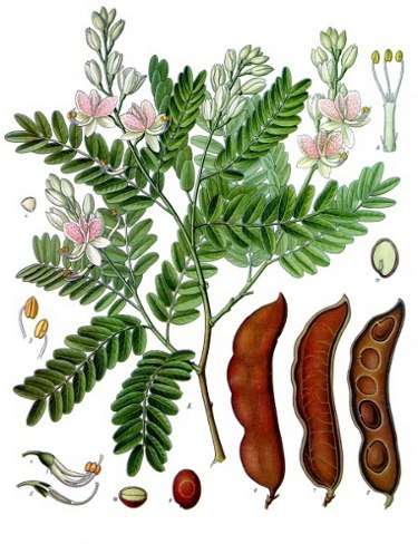 Image Credit: Franz Eugen Köhler, Köhler's Medizinal-Pflanzen
Rights: Public Domain
Source:http://commons.wikimedia.org/wiki/File:Koeh-134.jpg รูป